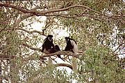 Picture 'KT1_21_06 Black-and-White Colobus, Tanzania, Arusha'